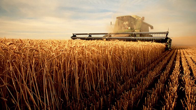 L’Algérie importera le blé de Russie : inquiétude en France