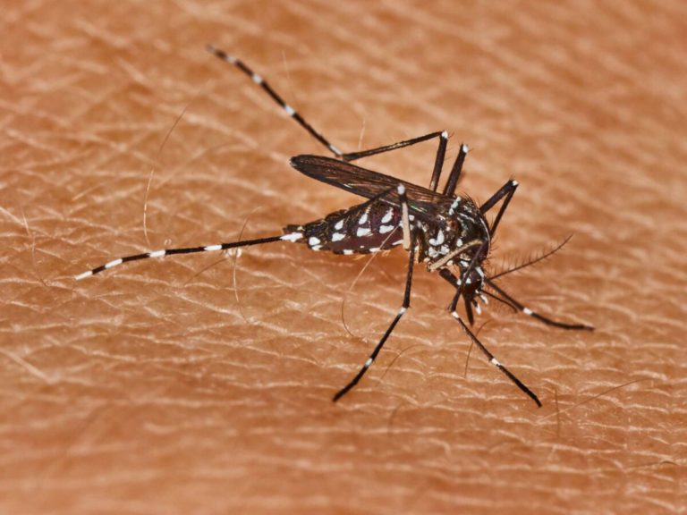 Algérie : le moustique tigre envahit 60% du nord du pays