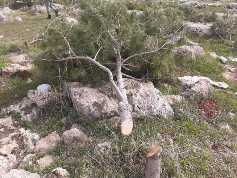 Israël détruit une réserve naturelle et déracine plus de 10 mille arbres